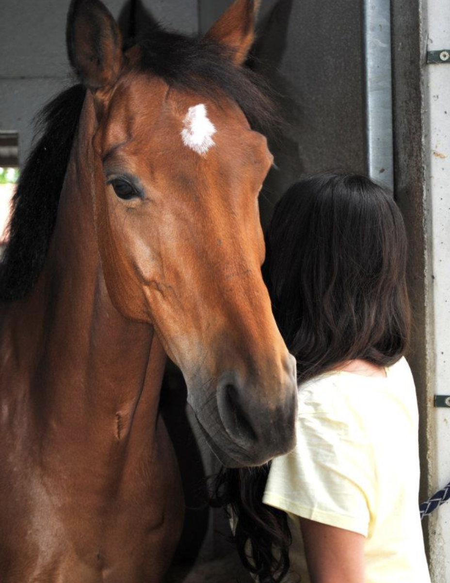 Campamento Ecuestre de verano con caballos